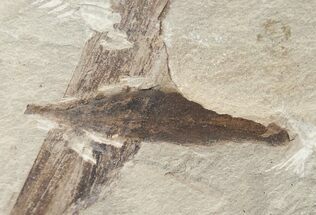 Fossil Cedrelospermum & Rush Leaves - Green River Formation #16767