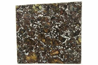 Polished Admire Pallasite Meteorite ( g) Slice - Kansas #307360