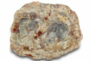 Polished Dinosaur Coprolite Nodule Half - Utah #307446