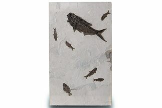 Natural, Fossil Fish Mural From Bottom Cap Layer - Wyoming #307797