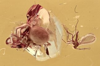 Fossil Spider and Fungus Gnat in Baltic Amber #307674