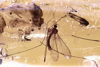 Fossil Crane Fly (Limoniidae) In Baltic Amber #307709