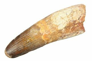 Real Spinosaurus Tooth - Huge Dinosaur Tooth #307927