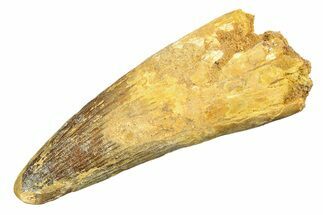 Real Spinosaurus Tooth - Beastly Dinosaur Tooth #307941