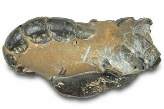 Fossil Mud Lobster (Thalassina) - Gunn Poin, Australia #307738