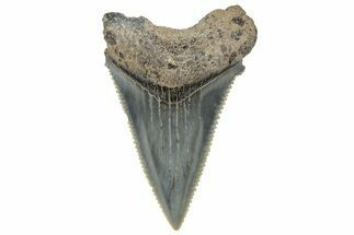 Serrated Angustidens Tooth - Megalodon Ancestor #308044