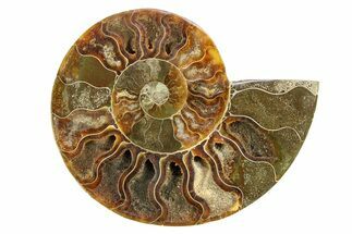 Cut & Polished Ammonite Fossil (Half) - Madagascar #308087