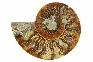 Cut & Polished Ammonite Fossil (Half) - Crystal Pockets #308095