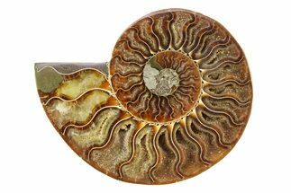 Cut & Polished Ammonite Fossil (Half) - Crystal Pockets #308101