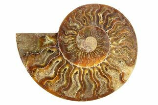 Cut & Polished Ammonite Fossil (Half) - Crystal Pockets #308109