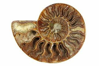 Cut & Polished Ammonite Fossil (Half) - Crystal Pockets #308115