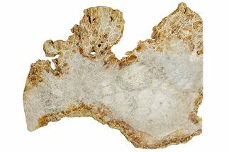 Polished Fossil Coral Slab - Indonesia #307963
