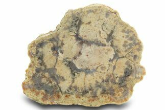 Polished Dinosaur Coprolite Nodule Half - Utah #307975