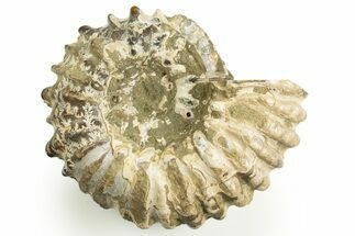 Bumpy Ammonite (Douvilleiceras) Fossil - Madagascar #308057