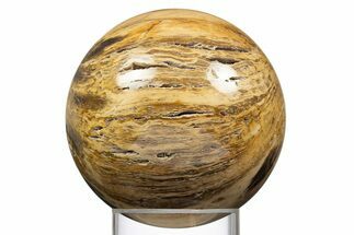 Polished Petrified Wood Sphere - McDermitt, Oregon #308266