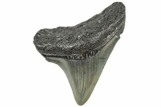 Juvenile Megalodon Tooth - South Carolina #308073