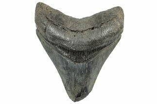 Fossil Megalodon Tooth - South Carolina #308077