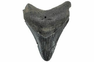 Fossil Megalodon Tooth - South Carolina #308083