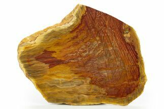 Colorful Chinchilla Petrified Wood (Conifer) - Australia #308285