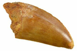 Serrated, Carcharodontosaurus Tooth - Real Dinosaur Tooth #308351