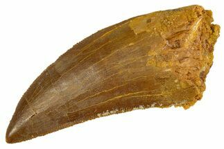 Serrated, Carcharodontosaurus Tooth - Real Dinosaur Tooth #308356