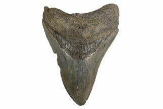 Serrated, Fossil Megalodon Tooth - Georgia #308125