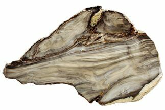 Polished Petrified Wood (Bald Cypress?) Slab - Washington #308399