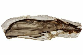 Polished Petrified Wood (Bald Cypress?) Slab - Washington #308405