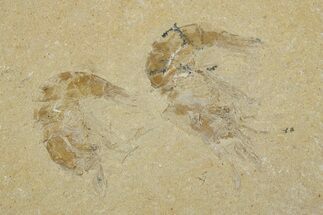 Two Cretaceous Fossil Shrimp - Lebanon #308513