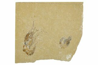 Two Cretaceous Fossil Shrimp - Lebanon #308515