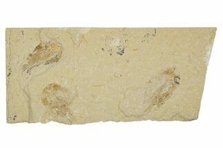 Three Cretaceous Fossil Shrimp - Lebanon #308518