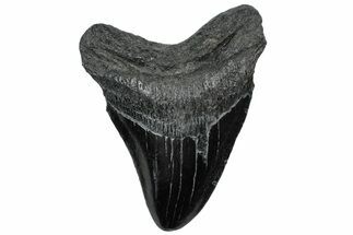 Fossil Megalodon Tooth - South Carolina #307536