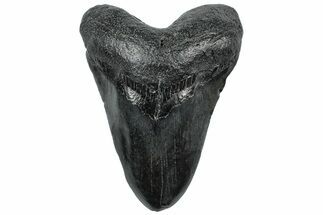 Fossil Megalodon Tooth - South Carolina #307537