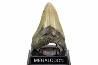 Serrated, Fossil Megalodon Tooth - North Carolina #308469