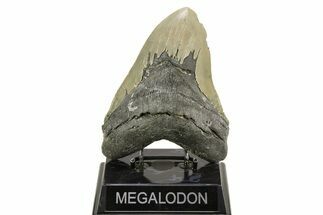 Serrated, Fossil Megalodon Tooth - Huge NC Meg #308525