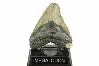 Bargain, Fossil Megalodon Tooth - North Carolina #308530