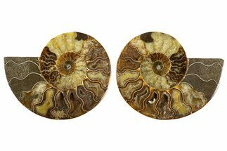 Cut & Polished, Agatized Ammonite Fossil - Madagascar #308725