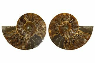 Cut & Polished, Agatized Ammonite Fossil - Madagascar #308727