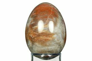 Colorful Polished Petrified Wood Egg - Arizona #308706