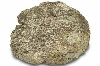 Dinosaur (Triceratops) Bone Section - Montana #307071