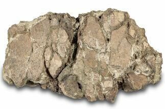 Dinosaur (Triceratops) Bone Section - Montana #307094