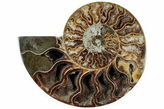 Cut & Polished Ammonite Fossil (Half) - Madagascar #308625