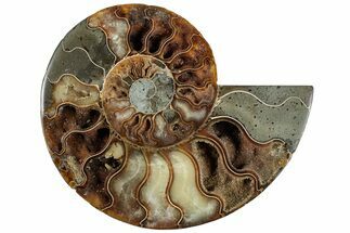 Cut & Polished Ammonite Fossil (Half) - Madagascar #308633