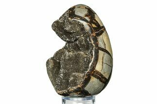 Septarian Dragon Egg Geode - Sparkly Black Crystals #308821