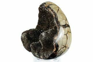 Septarian Dragon Egg Geode - Sparkly Black Crystals #308806