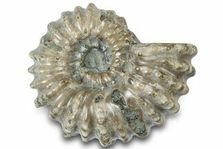 Bumpy Ammonite (Douvilleiceras) Fossil - Madagascar #308900