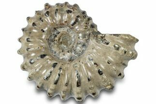 Bumpy Ammonite (Douvilleiceras) Fossil - Madagascar #308901