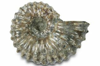 Bumpy Ammonite (Douvilleiceras) Fossil - Madagascar #308902