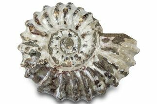 Bumpy Ammonite (Douvilleiceras) Fossil - Madagascar #308903