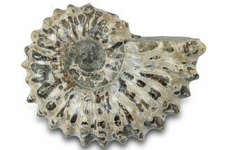 Bumpy Ammonite (Douvilleiceras) Fossil - Madagascar #308905